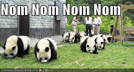 funny-pictures-pandas-eating-noms